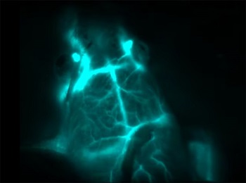 Brain vessels of a live mouse are illuminated in infrared light by erbium nanoparticle probes. Source: Stanford University