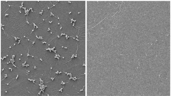 Scientists develop germ-killing paint that targets COVID-19, flu in the hospital and on the train