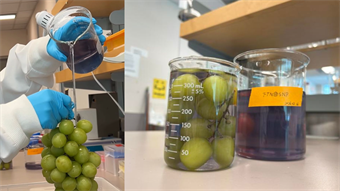 Fruit wash eliminates 94% of pesticides, keeps grapes fresh for 15 days at room temperature