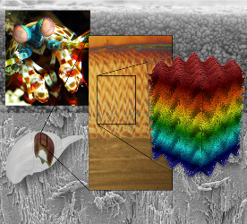 Herringbone structure found in the impact region of the mantis shrimp's dactyl club. Image source: University of California Riverside