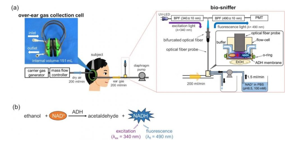 Scientists developed a pair of earmuffs that can measure a person's blood alcohol content. Source: Koji Toma, et al./Scientific Reports