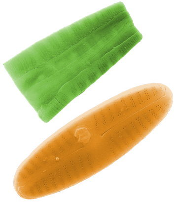 The alga in green is present in clean environments, while the orange one lives in more polluted water.