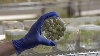 Bioengineered chewing gum targets cancer-linked oral microbes without harming beneficial bacteria