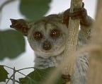 The galago can achieve a combined jumping height of 8.5 meters. 