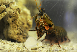 A mantis shrimp in the lab of David Kisailus. Image credit: Carlos Puma.
