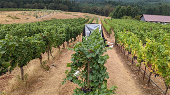 Team aims to develop a spray coating that protects vineyard grapes from wildfire smoke