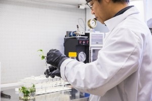 A pothos ivy plant is placed into a glass tube to test its ability to break down benzene or chloroform. Source: Mark Stone/University of Washington