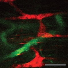 A look at the enteric nervous system: the red bands are neurons and the green webbing is the vasculature. Image credit: Duke University.