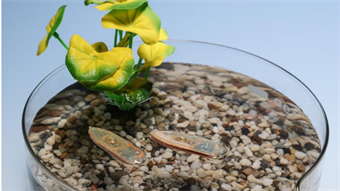 After cleaning water, these edible robots transform into fish treats