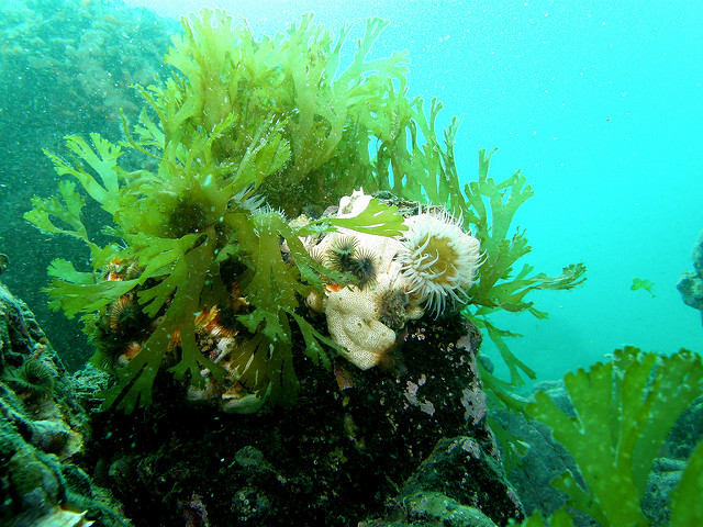 Image credit: Sea lettuce and anenome by Anna Barnett / CC BY 2.0