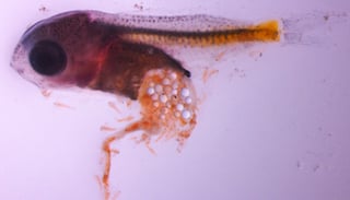 A damselfish larva after it has ingested microplastic particles. Image credit: Oona Lönnstedt.