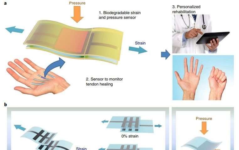 Researchers Develop Implantable Sensor that Dissolves After Use ...