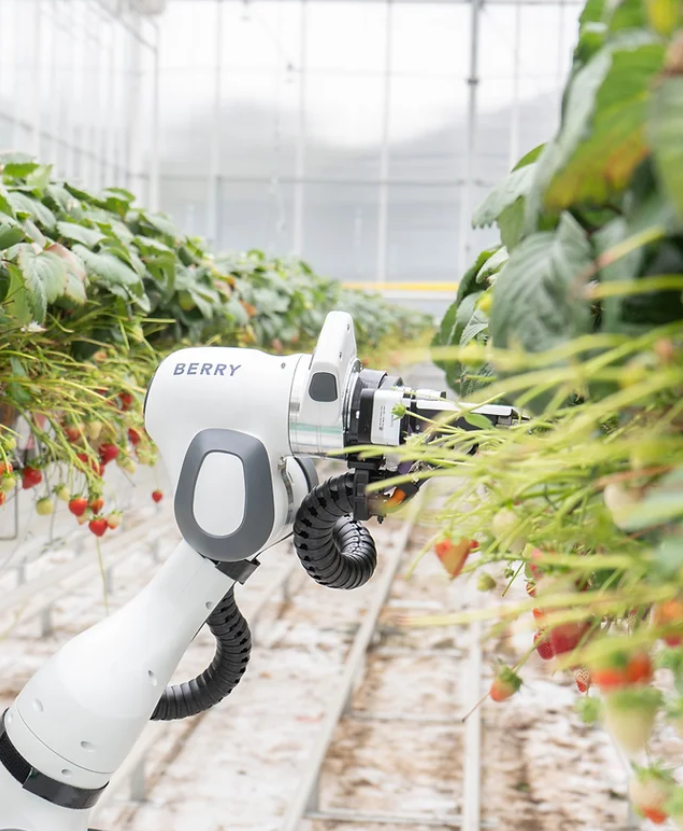 Figure 2. AI algorithms can determine optimal growth conditions and harvest using robotic technology. Source: Organifarms