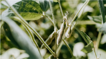 Smarter tech unlocks more nutrition from staple crops