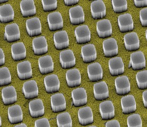 Silicon nanopillars funnel light through a gold metal contact to a sheet of silicon underneath. Image credit: Vijay Narasimhan.