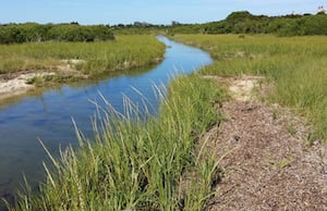 Salt marshes can receive excess concentrations of nutrients such as nitrogen from wastewater and runoff of agricultural fertilizer. Image credit: Pixabay.