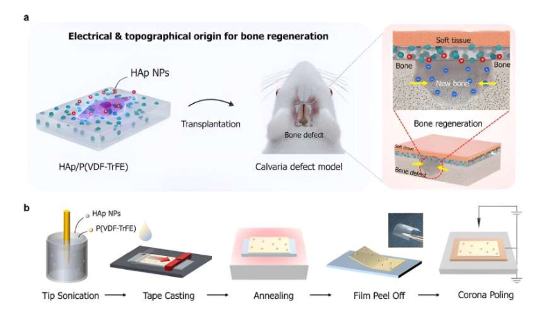 Design and characterization of piezoelectrically and topographically originated biomimetic scaffolds. (a) Schematic representation of the enhanced bone regeneration mechanism through electrical and topographical cues provided by HAp-incorporated P(VDF-TrFE) scaffolds. (b) Schematic diagram of the fabrication process. Source: The Korea Advanced Institute of Science and Technology (KAIST)