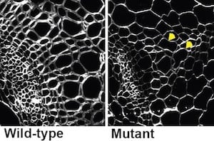 Section of wild-type stems and mutant stems. A substantial reduction in cell wall thickness is highlighted by the yellow arrowheads. Image credit: University of Melbourne.