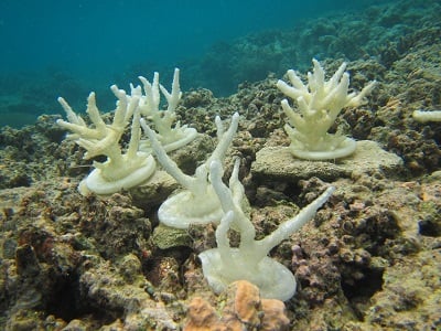 3D-printed coral models of differing complexity were secured to an area of a reef with low-complexity, then monitored to determine which habitat the fish preferred. Source: University of Delaware