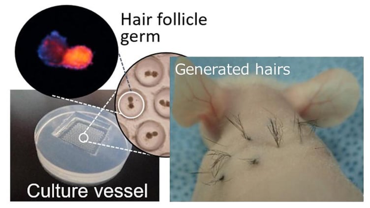 New Hair Loss Treatment for Mice...People, Too?