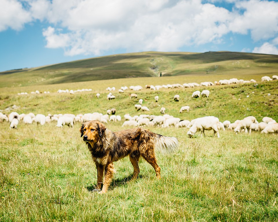 Herding dogs have an innate ability to guide and guard livestock, but should be properly equipped for the task at hand. Source: Robert Anders/CC BY 2.0