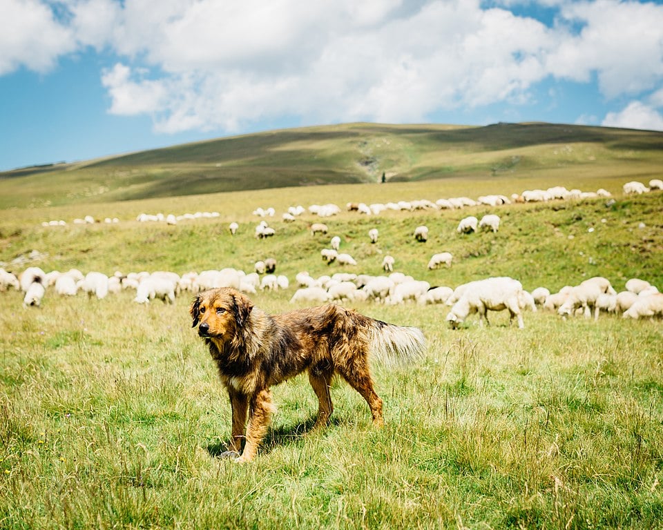 Herding dogs have an innate ability to guide and guard livestock, but should be properly equipped for the task at hand. Source: Robert Anders/CC BY 2.0