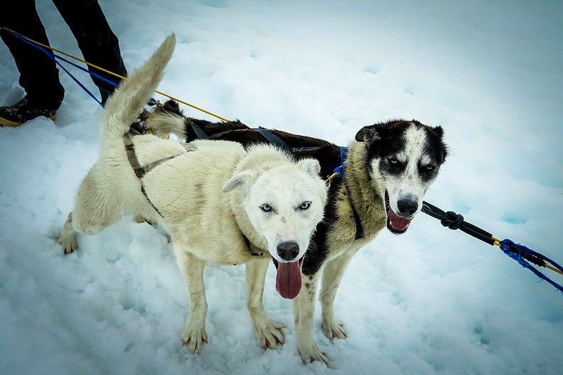 Sled dogs exert pulling force from their harness to the tugline to the gangline.