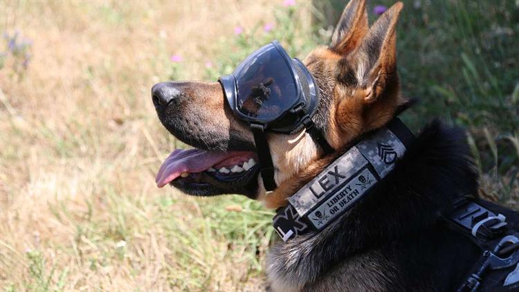 Woof! PPE for working dogs