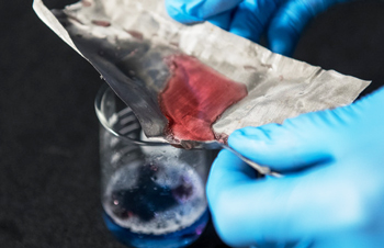 This mesh captures oil (red) while water (blue) passes through. Source: The Ohio State University