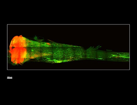 A mouse tibia that has been rendered transparent with Bone CLARITY. Stem cells appear distributed throughout the bone in red. Image credit: Science Translational Medicine, Greenbaum, Chan, et al; Gradinaru Laboratory/Caltech