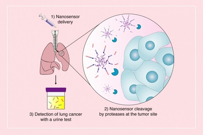 Nanoparticles can be delivered to the lungs, where tumor-associated proteases cut peptides on the surface of the particles, releasing reporter molecules. Those reporters can be detected by a urine test. Source: MIT