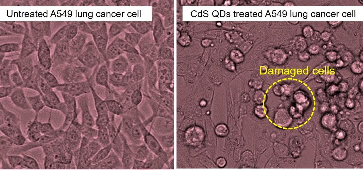 Quantum dots applied to lung cancer cells (right) successfully destroyed up to 80 percent of them.