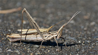 A swarm of cyborg locusts may assist in future search and rescue missions