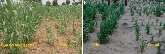 Fields of pearl millet treated with post-emergence application of (a) Oga and organic manure and (b) solely Oga, compared to controls. Source: Agron. Sustain. Dev. 41, 56 (2021)
