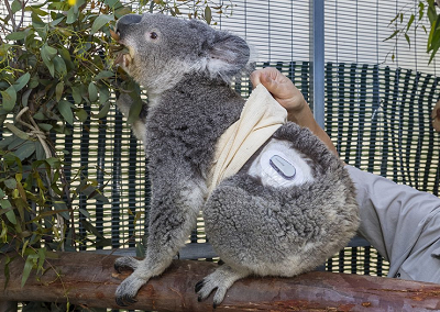 The Dexcom G6 Continuous Glucose Monitoring System measures glucose levels just beneath Quincy’s skin. Source: San Diego Zoo