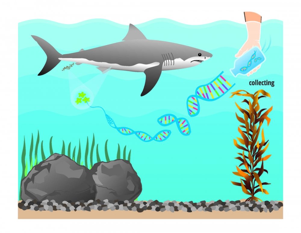 Environmental DNA collection and sequencing can detect the general presence of white sharks. Source: Chris Jerde