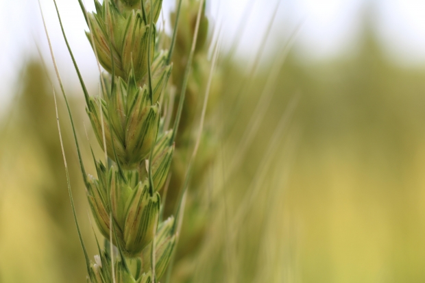 Ash from rice hulls burned to produce electricity contains high levels of silica. Image credit: Morguefile.com.