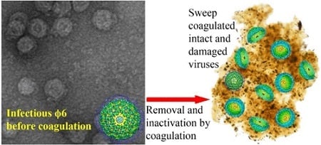 An enveloped virus (left), clumps together and becomes damaged by conventional iron coagulation (right). Source: Kyungho Kim et al.