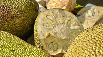 Researchers turn jackfruit latex into potential therapy for severe gum disease