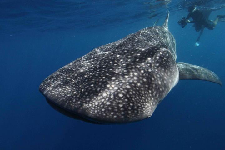 Whale sharks can exceed 40 ft and weigh up to 40 tons, according to some estimates. Source: NOAA