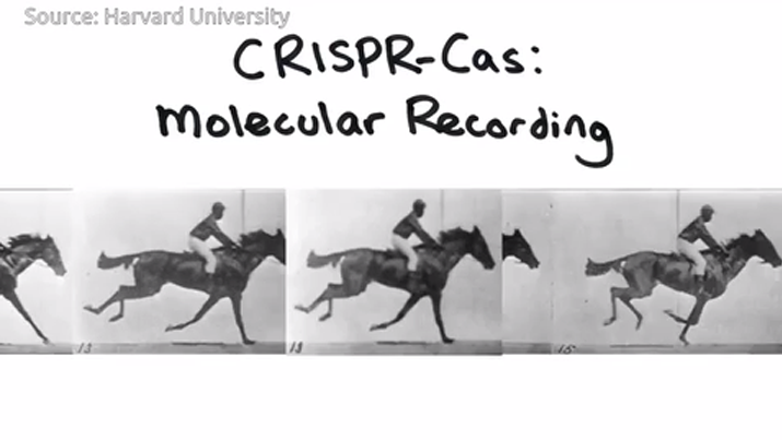Using Muybridge's primitive film "The Horse in Motion" and cutting-edge gene editing technology CRISPR, scientists demonstrate an ability to store sequential events at the molecular level. Image credit: Harvard University/NIMH
