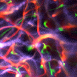 Brain vasculature in an anaesthetized mouse captured using Pysight. Source: Pablo Blinder, Tel Aviv University