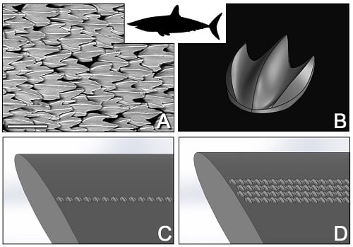 Environmental scanning electron microscope image of denticles from the shortfin mako shark and its corresponding parametric 3D models. Source: Harvard University 