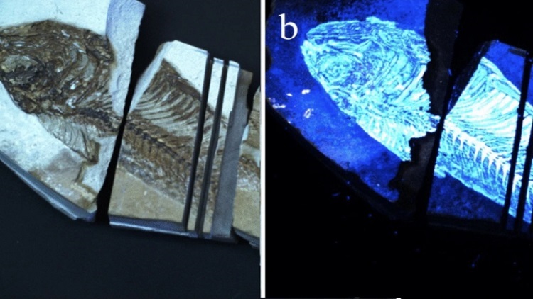 A tool for detecting extraterrestrial life