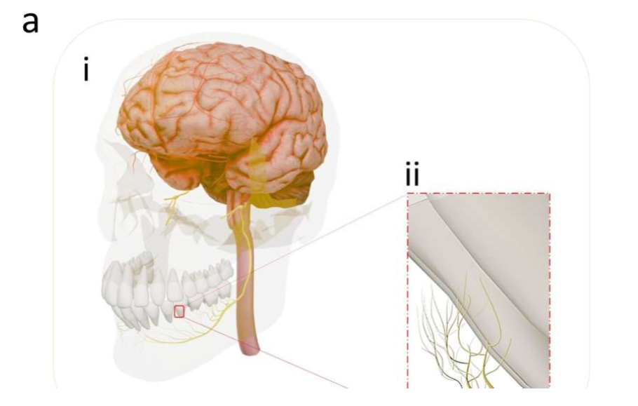 Translational implication of the trial investigation. Source: Scientific Reports. DOI: 10.1038/s41598-025-99923-8