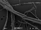 Natural fibers may be processed into a continuous mat.