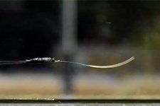 Thin film moves independently under normal light conditions. Image source: Eindhoven University of Technology 