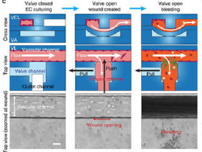 Watch: Microfluidic Bleeding Platform For Wound Healing Research ...