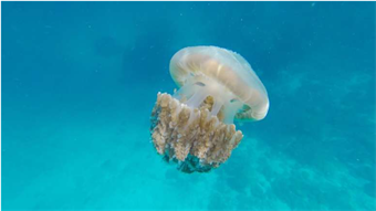 New buoy designed to deter jellyfish