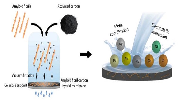 Plant-based membrane remediates metal-laden water